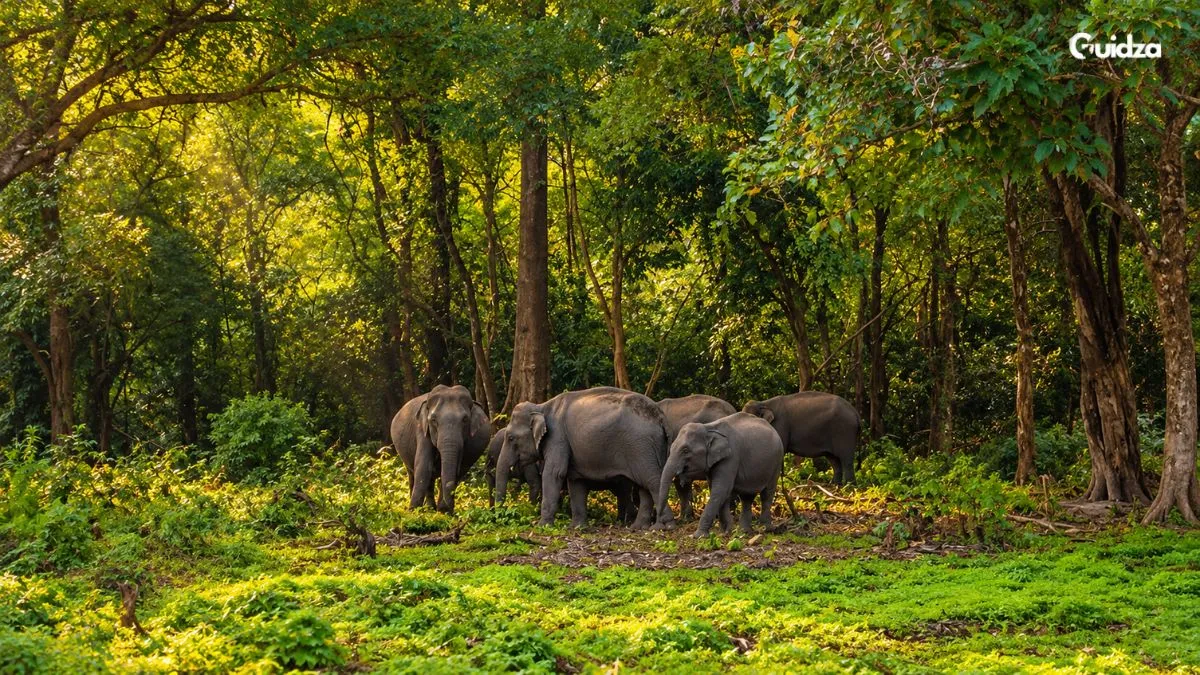 Manas National Park